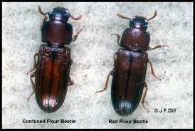 Compare confused flour beetle and red flour beetle