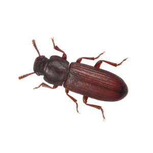 Confused Flour Beetle Commodity Infestation