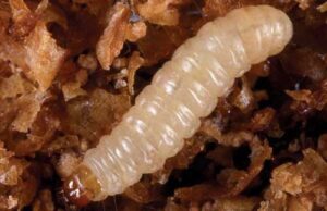 Indian Meal Moth larvae commodity damage
