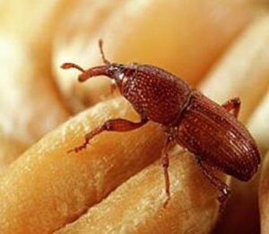 Internal Feeder Granary Weevil