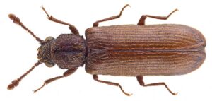 Powder Post Beetle Pest Management