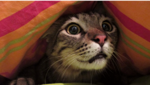 Pets died inside a fumigation tent
