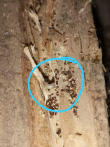 wood borer treatment in South Africa
