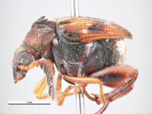 Callosbruchus