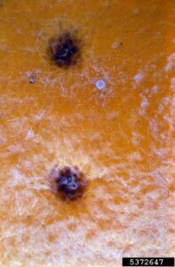 Citrus Black spot is an imported pest to South Africa