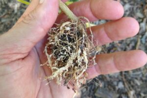 replace-deadly-pesticides-such-as-terbufos-in-south-africa