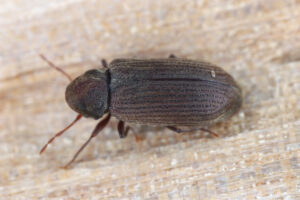 Common furniture beetle like soft woods